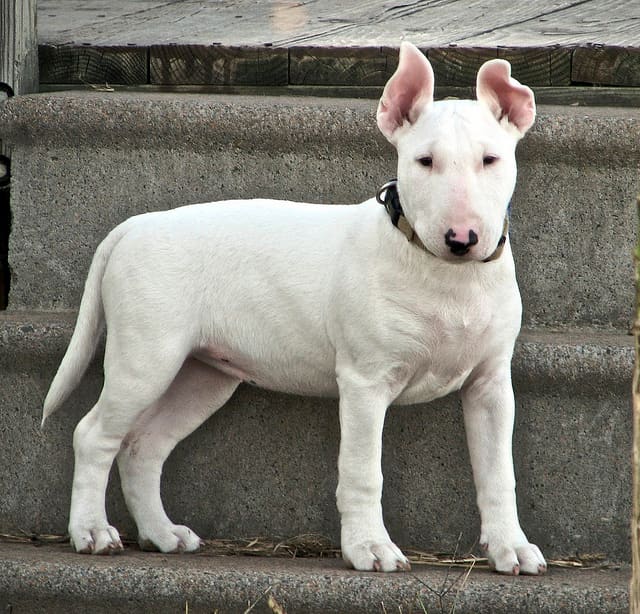 Bull terriers might have tough reputations but they are good dogs for an apartment.