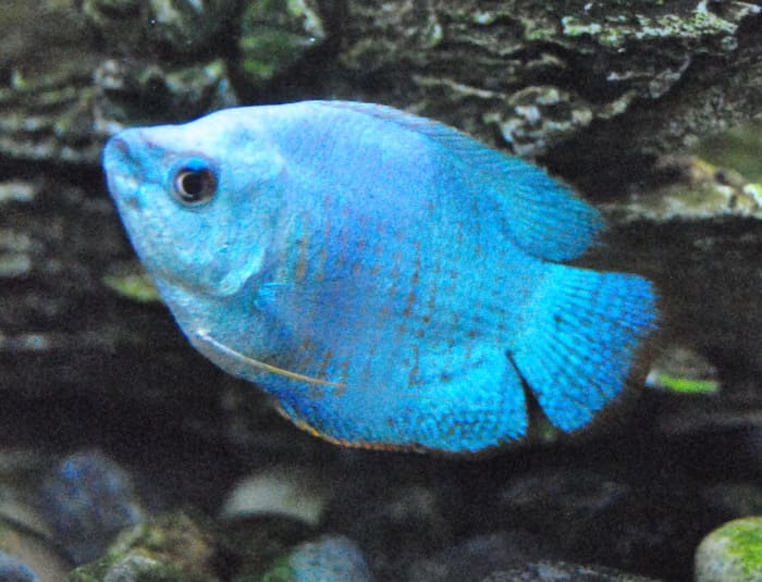 It's possible to keep a single Powder Blue Dwarf Gourami in a five-gallon tank or fishbowl however they will do much better in a 10-gallon aquarium.