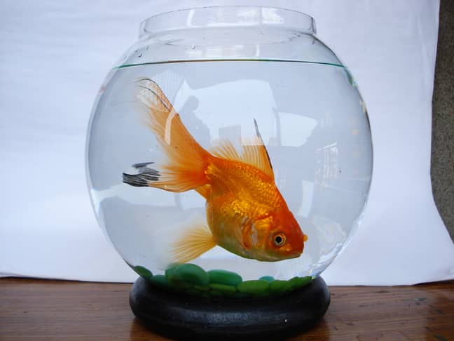 goldfish tank requirements