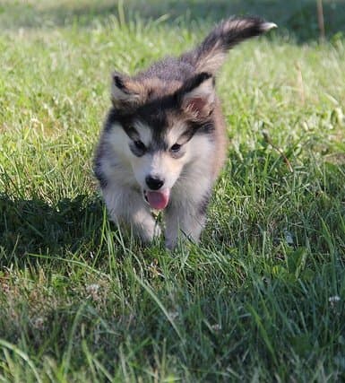 The Alaskan Malamute is another sled dog that does not stink.