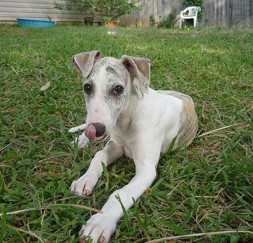 The Whippet is a great medium sized apartment dog and does not stink.