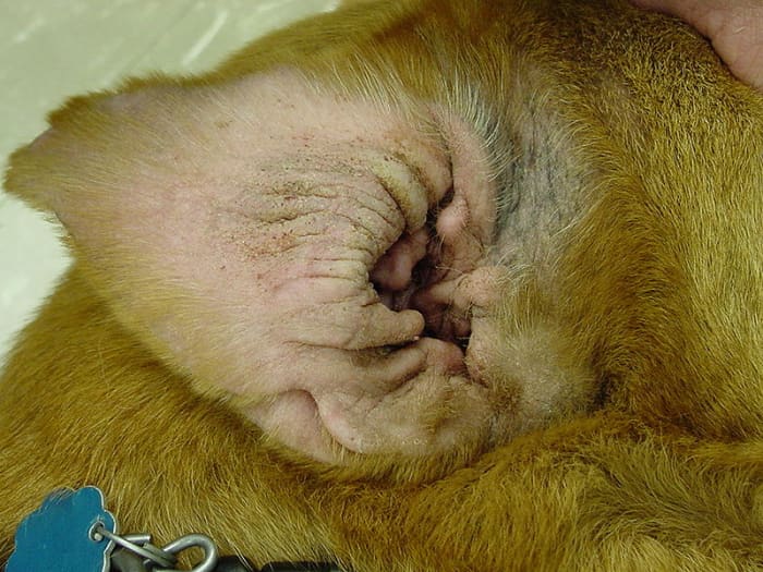 Allergies can cause inflammation, and when dogs scratch the ears become traumatized.