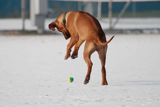 Another Rhodesian Ridgeback hunting a fierce lion (okay, it's just a rubber ball).