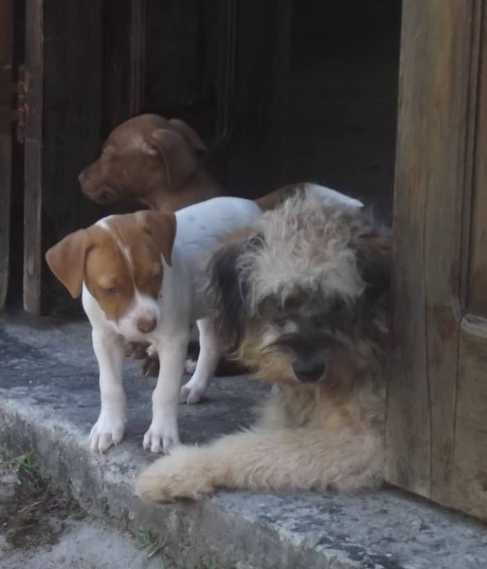 Having an open door makes housetraining go easier; having an older dog to teach right from wrong makes things that much smoother.