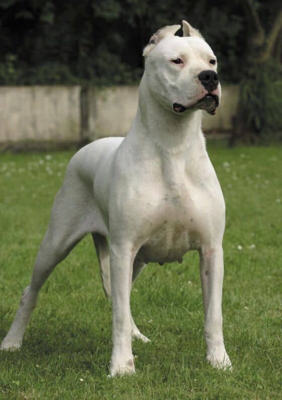 The Dogo Argentino was originially bred for hunting large game, such as wild boar and pumas, and is illegal to own in the United Kingdom.