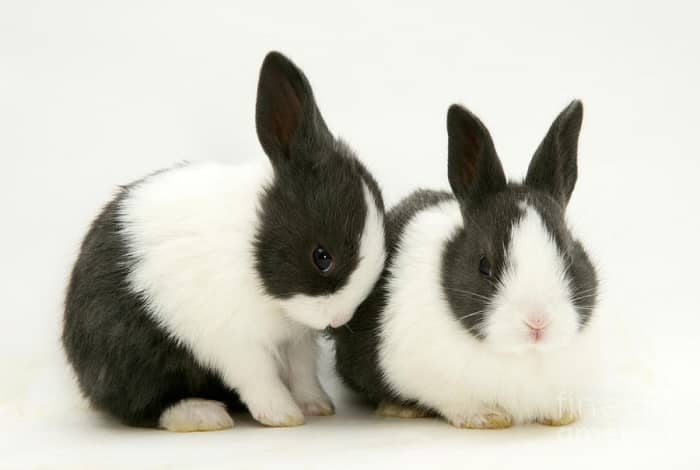 The 10 Best Pet Rabbit Breeds For Children - PetHelpful