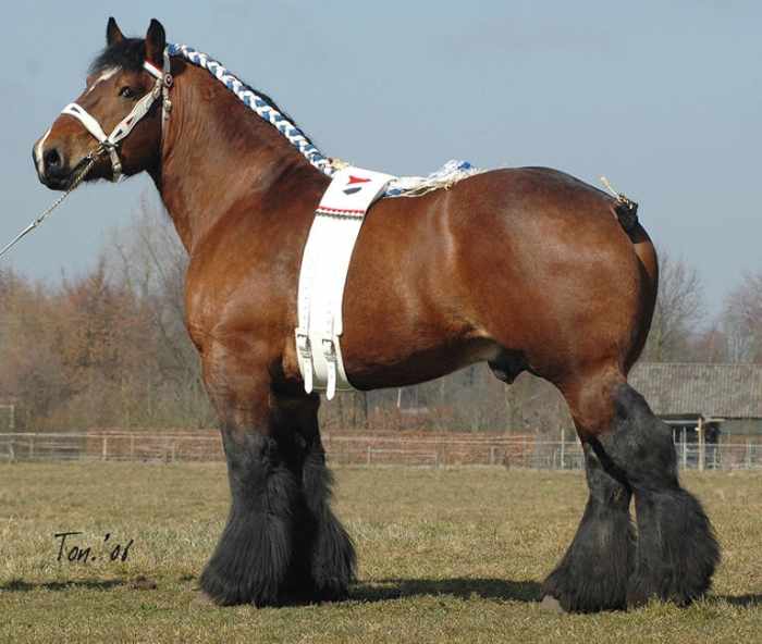 10+ of the World's Most Beautiful Draft Horse Breeds and Heavy Horses