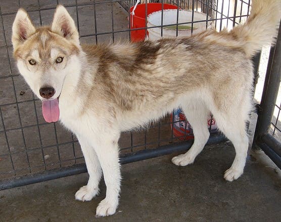 Normal shedding may be excessive in some breeds, and those dogs lose their hair in clumps.