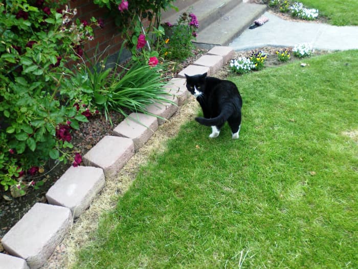 Cats Make a Variety of Vocal Sounds: This cat made a questioning sound as I walked up behind him to take this photo.