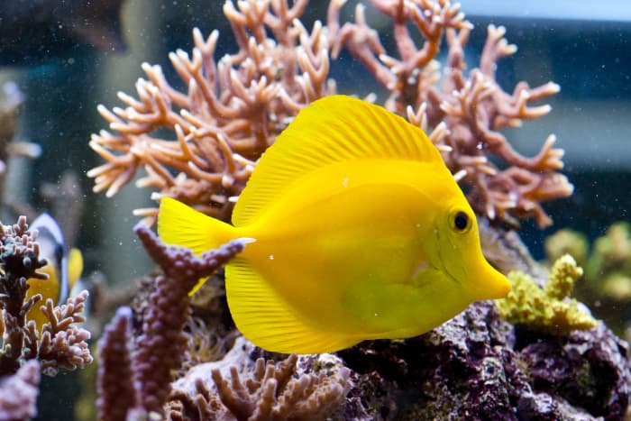 60-funny-fish-names-from-aquarius-to-zero-pethelpful