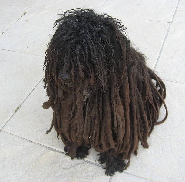 The Hungarian Puli´s coat falls into cords even without special grooming.