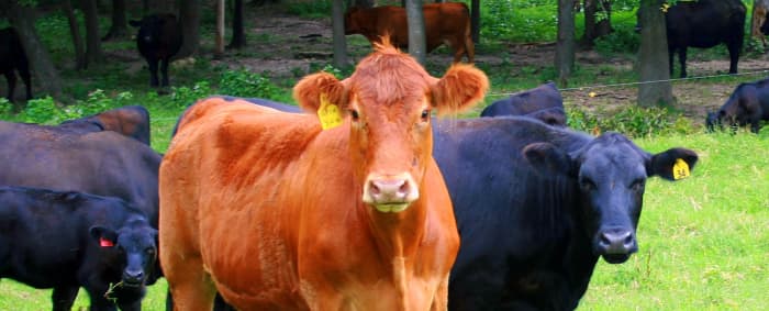 75-classic-cow-names-from-annabelle-to-sampson-pethelpful