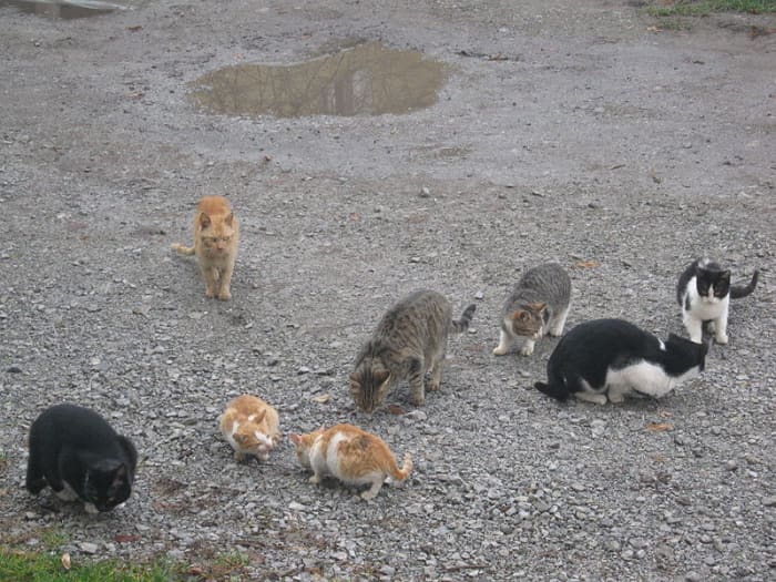 How to Tell if a Stray Cat Is Healthy PetHelpful