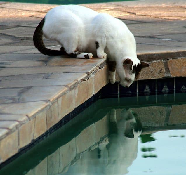 This stray cat has a relatively healthy coat and may just be lost.