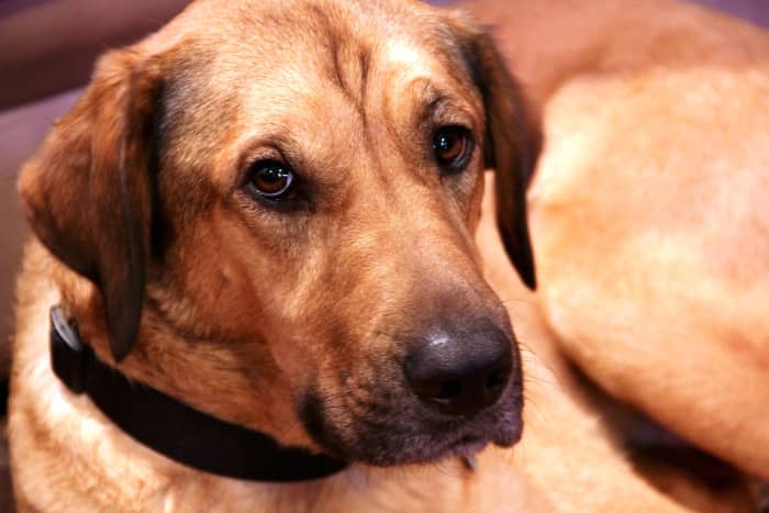 The notion that a dog's mouth is cleaner than a human's is untrue. But they still want kisses, so go ahead! We won't tell.