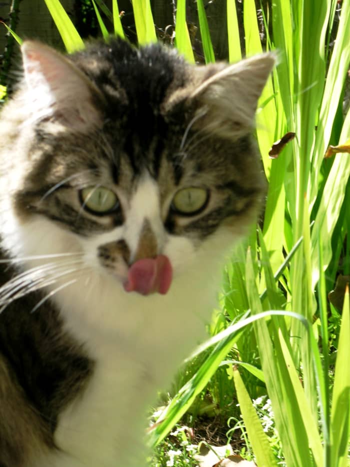 If you're like 75% of Americans who take their mobile phone into the bathroom, can you really claim "hygiene" as a legitimate reason for not kissing your pet? Ewww.