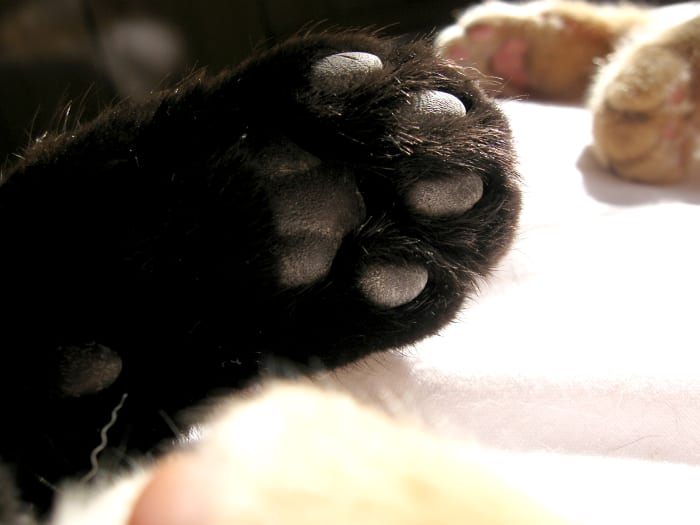 These paws are kissable. THey've been washed and washed more than yours!