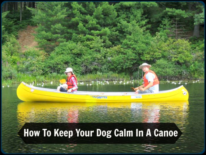 With a little bit of preparation and patience, your pooch can learn to feel comfortable in a canoe. This is myself, my husband Jason and Rufus during a canoe outing in Algonquin Provincial Park.