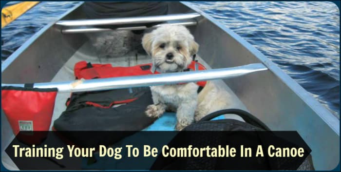 Familiarizing your dog with your canoe while it's still on dry land is the first step to achieving your goal of a calm dog who won't panic out on the water.