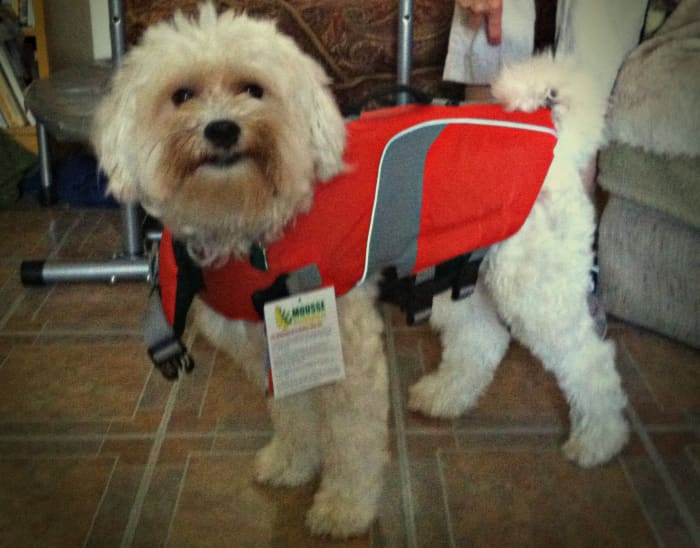 At first, Rufus was a bit confused as to why he had to wear his life jacket around the house. It helps to get your dog comfortable wearing it before heading out in the canoe.