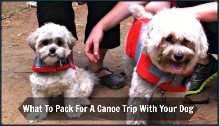 Don't forget to put a life jacket on your dog before heading out in the canoe. Rufus (right) and Tucker (left) getting comfortable in their life jackets before our paddle.