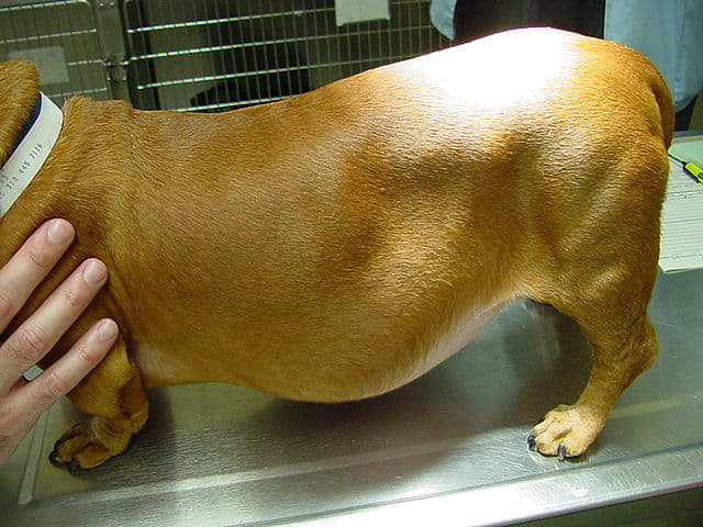 Cushing's disease can cause muscle atrophy or abdominal distention.