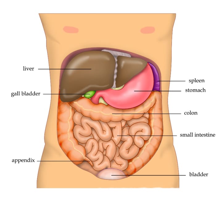 As in dogs, the human spleen is located on the left side of the abdomen near and partially behind the stomach, is covered with a capsule, and contains red pulp and white pulp.