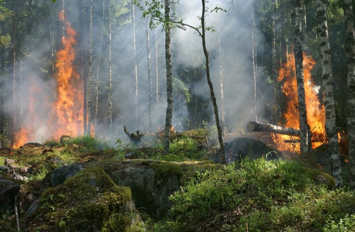 If you had to evacuate your home because of a flood or forest fire, having an emergency kit for your pet can save your precious time so that you, your family, and your pets can get away safely.