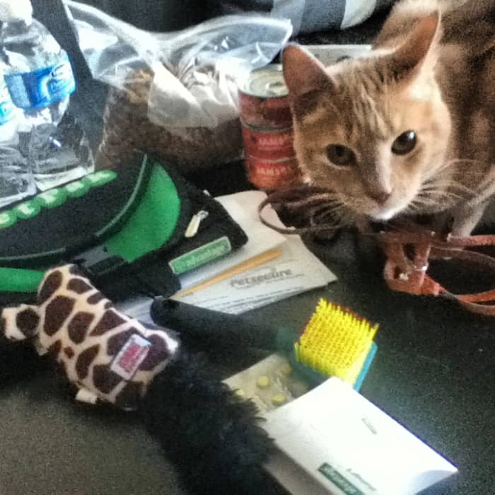 "Mom! Here are some of the things I want you to bring with us in an emergency! Don't forget my favorite toy mouse!"