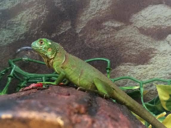 Don't let this baby fool you! Adult green iguanas can grow up to 6 feet in length, regardless of their environment