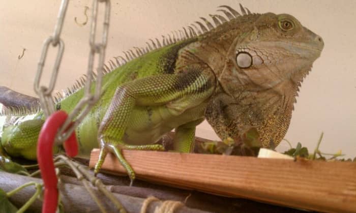 This iguana is old and cranky, as shown with the protuted dewlap