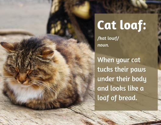 A cat loaf refers to the adorable way your cat tucks their paws under themselves when they're feeling relaxed and comfortable.