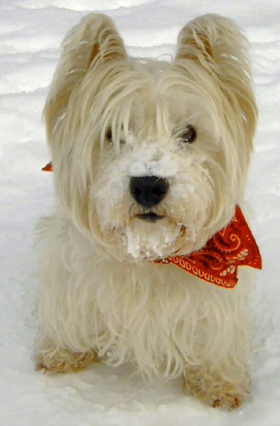 Do you own a Westie? It may be at risk for hypoadrenocorticism.