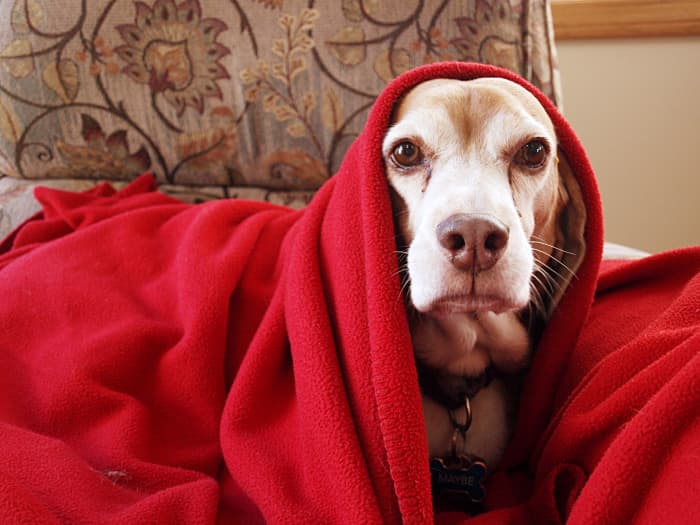 If you're not able to alleviate your dog's separation anxiety and other issues surrounding its over-attachment, it may be time to seek help from a professional.