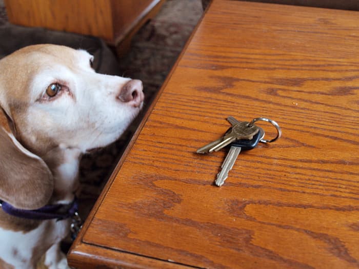 Reducing the contrast between your presence and your absence and avoiding making a big show of coming and going will help alleviate your pup's separation anxiety.