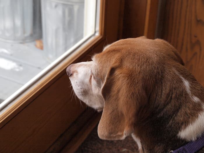 A dog that is overly attached is suffering, so encouraging independence is one of the kindest things you can do.