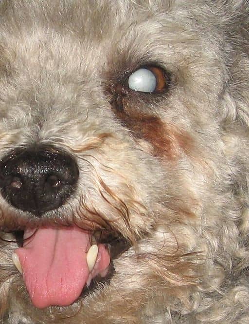 Maturing cataracts will most likely require surgical removal.