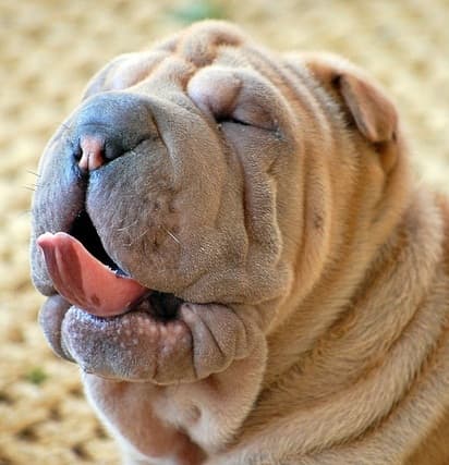 Dogs like the Shar-pei may have entropion. When eyelashes rub against the cornea, it can cause a red, irritated eye.
