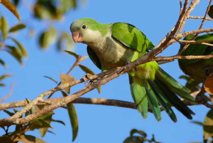 The Monk or Grey-headed Parakeet is the only parrot that does not nest in big holes. Instead it builds a bulky nest out of sticks, sometimes working with others to build "apartments" with several chambers.
