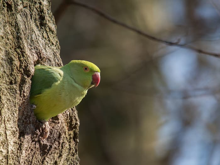 Parrots and parakeets nest in large holes in trees and rocks. This hole is probably larger than it looks, in order to fit a nest, eggs and, eventually, young parakeets.