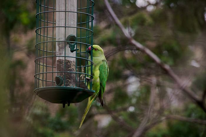 Wild Parrots Multiplying in Southern California - PetHelpful