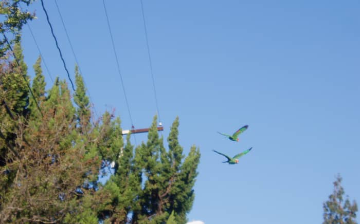 Parrots certainly aren't replacing native birds by taking up air space.