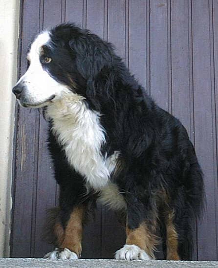 Although Bernese Mountain dogs typically have short lifespans, this one is 12 years old.