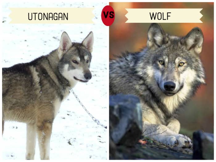 11 Dogs That Look Like Wolves - PetHelpful