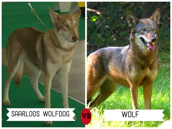 11 Dogs That Look Like Wolves - PetHelpful