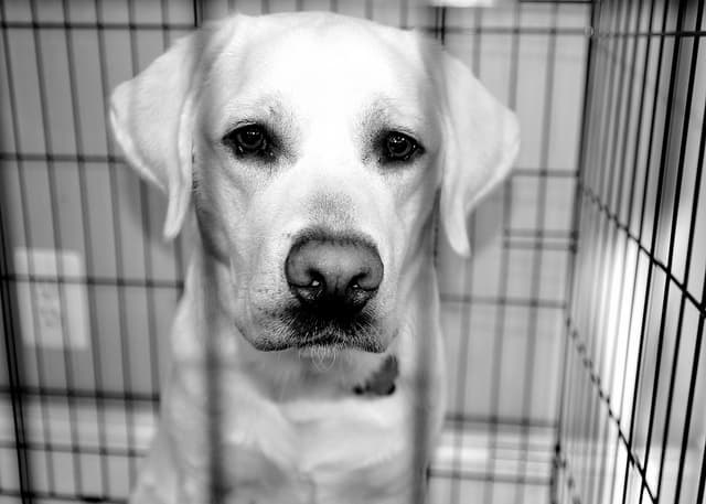 For some dogs, having a safe place like a crate helps to reduce their stress and anxiety.