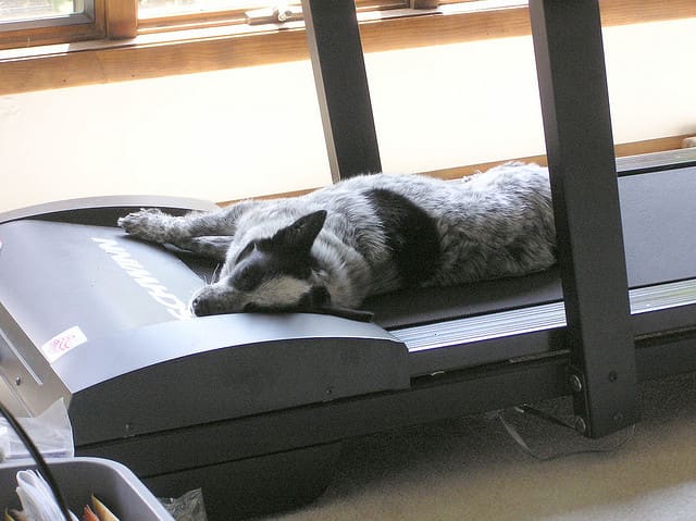 Walking on a treadmill can be great therapy for dogs with IVDD, but take care not to let them get too tired.