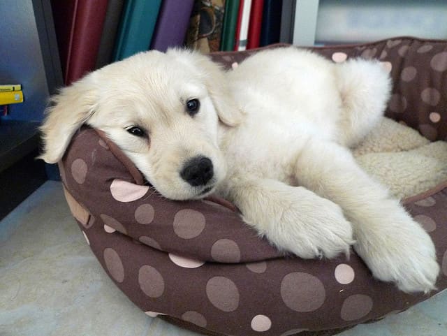 Hundreds of hero stories are out there about the Golden Retriever.