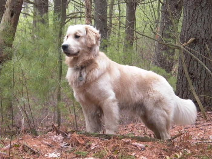 Top air scent dogs: the Golden Retriever uses air scent to work search and rescue.
