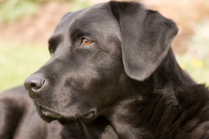 The Top 10 Dog Breeds With the Best Sense of Smell - HubPages